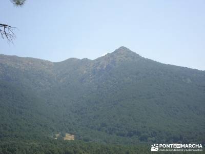 Pinares de Piedralaves;rutas por cercedilla rutas pedriza ruta por madrid